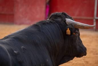 Fotogalería Concurso de recortes, saltos y quiebros en la plaza de toros de San Lorenzo 69 Concurso Recortes Saltos y Quiebros San Lorenzo - Héctor Criado