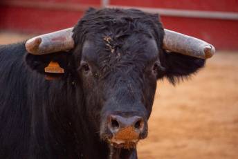 Fotogalería Concurso de recortes, saltos y quiebros en la plaza de toros de San Lorenzo 75 Concurso Recortes Saltos y Quiebros San Lorenzo - Héctor Criado