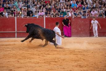 Fotogalería Concurso de recortes, saltos y quiebros en la plaza de toros de San Lorenzo 78 Concurso Recortes Saltos y Quiebros San Lorenzo - Héctor Criado