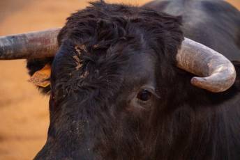Fotogalería Concurso de recortes, saltos y quiebros en la plaza de toros de San Lorenzo 82 Concurso Recortes Saltos y Quiebros San Lorenzo - Héctor Criado
