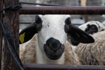 Fotogalería Tractorada en Segovia 2 Tractorada Segovia - Héctor Criado
