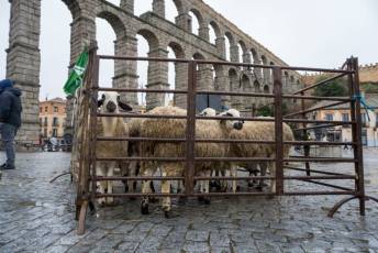 Fotogalería Tractorada en Segovia 3 Tractorada Segovia - Héctor Criado