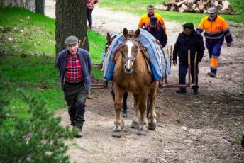 Fotogalería XXVII Fiesta de los Gabarreros en El Espinar 11 Fiesta Gabarreros 2026 - Héctor Criado