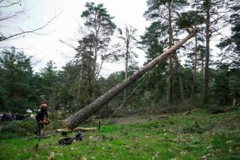 Fotogalería XXVII Fiesta de los Gabarreros en El Espinar 24 Fiesta Gabarreros 2026 - Héctor Criado