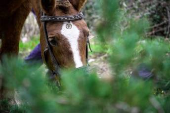 Fotogalería XXVII Fiesta de los Gabarreros en El Espinar 26 Fiesta Gabarreros 2026 - Héctor Criado