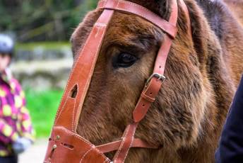 Fotogalería XXVII Fiesta de los Gabarreros en El Espinar 4 Fiesta Gabarreros 2026 - Héctor Criado