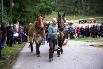Fotogalería XXVII Fiesta de los Gabarreros en El Espinar 31 Fiesta Gabarreros 2026 - Héctor Criado