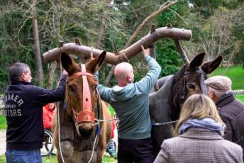 Fotogalería XXVII Fiesta de los Gabarreros en El Espinar 7 Fiesta Gabarreros 2026 - Héctor Criado