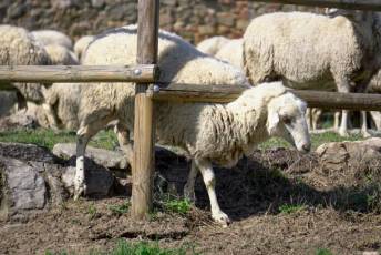Fotogalería Jornada por el Día de las Vías Pecuarias y Caminos Públicos 12 Jornada Día de las Vías Pecuarias y Caminos Públicos - Héctor Criado
