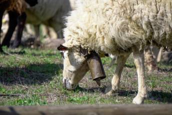 Fotogalería Jornada por el Día de las Vías Pecuarias y Caminos Públicos 13 Jornada Día de las Vías Pecuarias y Caminos Públicos - Héctor Criado