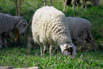 Fotogalería Jornada por el Día de las Vías Pecuarias y Caminos Públicos 14 Jornada Día de las Vías Pecuarias y Caminos Públicos - Héctor Criado