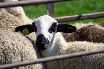 Fotogalería Jornada por el Día de las Vías Pecuarias y Caminos Públicos 17 Jornada Día de las Vías Pecuarias y Caminos Públicos - Héctor Criado