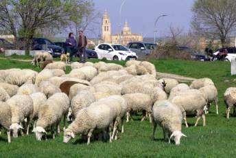 Fotogalería Jornada por el Día de las Vías Pecuarias y Caminos Públicos 20 Jornada Día de las Vías Pecuarias y Caminos Públicos - Héctor Criado