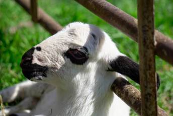 Fotogalería Jornada por el Día de las Vías Pecuarias y Caminos Públicos 22 Jornada Día de las Vías Pecuarias y Caminos Públicos - Héctor Criado