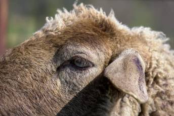 Fotogalería Jornada por el Día de las Vías Pecuarias y Caminos Públicos 23 Jornada Día de las Vías Pecuarias y Caminos Públicos - Héctor Criado