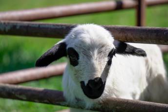 Fotogalería Jornada por el Día de las Vías Pecuarias y Caminos Públicos 27 Jornada Día de las Vías Pecuarias y Caminos Públicos - Héctor Criado