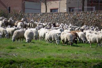 Fotogalería Jornada por el Día de las Vías Pecuarias y Caminos Públicos 5 Jornada Día de las Vías Pecuarias y Caminos Públicos - Héctor Criado