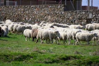 Fotogalería Jornada por el Día de las Vías Pecuarias y Caminos Públicos 7 Jornada Día de las Vías Pecuarias y Caminos Públicos - Héctor Criado