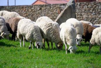 Fotogalería Jornada por el Día de las Vías Pecuarias y Caminos Públicos 8 Jornada Día de las Vías Pecuarias y Caminos Públicos - Héctor Criado