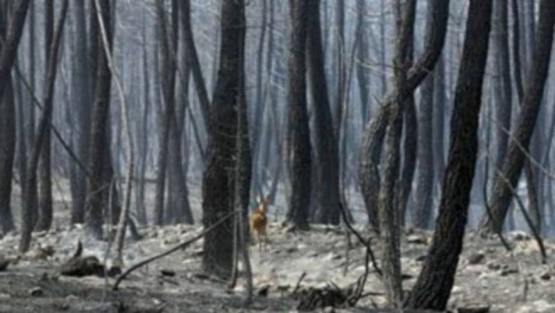 Un pequeño corzo recorre los restos humeantes del incendio cerca de la localidad de Tabuyo del Monte. / Ical