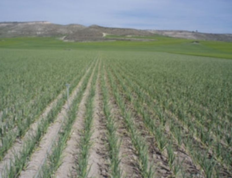 La semilla del ajo se siembra a partir del mes de octubre