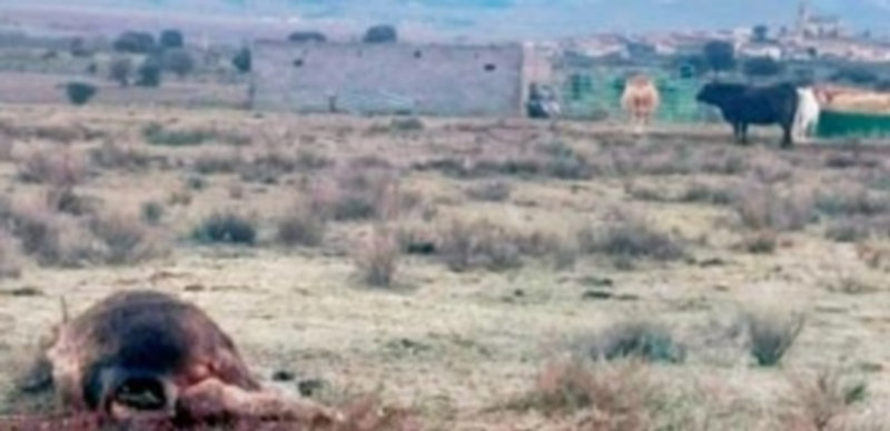 Una vaca yace muerta tras el ataque de lobos del pasado domingo en el paraje ‘La Roza’