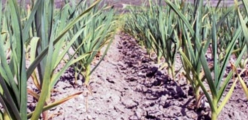 Plantación de ajos de Vallelado en uno de los 32 municipios que están incluidos en su zona de producción. / El Adelantado