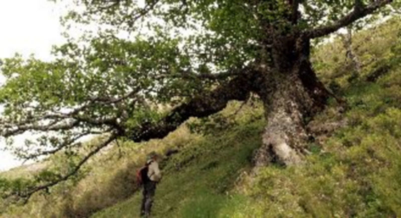 Los autores del estudio han hallado robles del corte