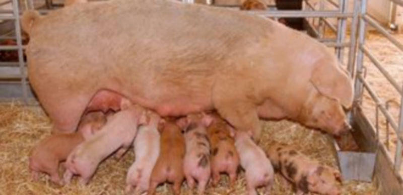 Las camas de paja y la eliminación de jaulas individuales son algunas de las características que se han impuesto con la normativa europea. / F. Descalzo