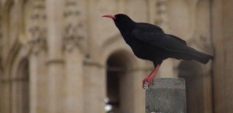 Una chova piquirroja