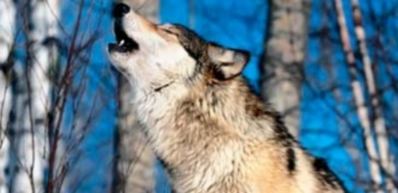 La vertiente segoviana de la Sierra de Guadarrama es la zona de provincia que acoge mayor número de manadas de lobo