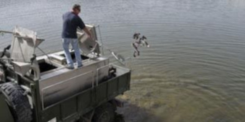 Suelta de truchas arcoíris en el coto de Revenga