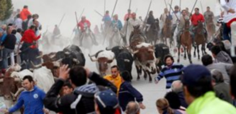Cuatro de las reses entraron puntualmente en el recorrido urbano por El Embudo