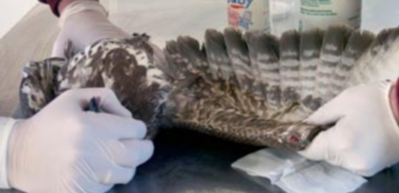 Dos trabajadores del Centro de Recuperación de Animales Silvestres ‘Los Lavaderos’