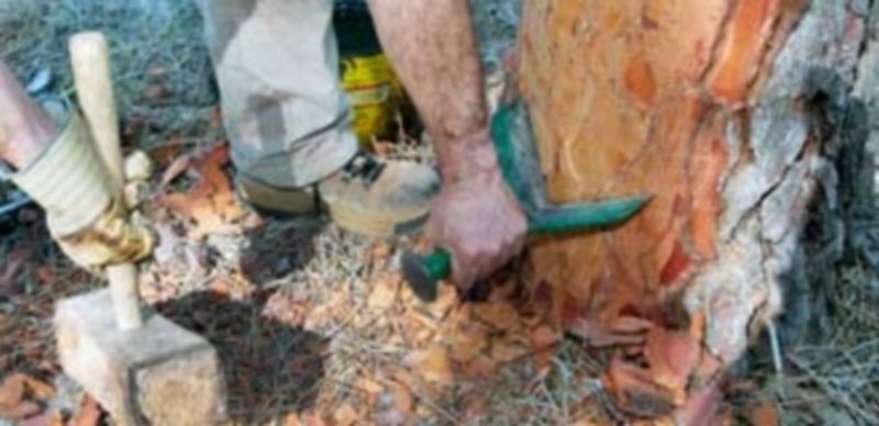 La actividad ha regresado a los pinares segovianos