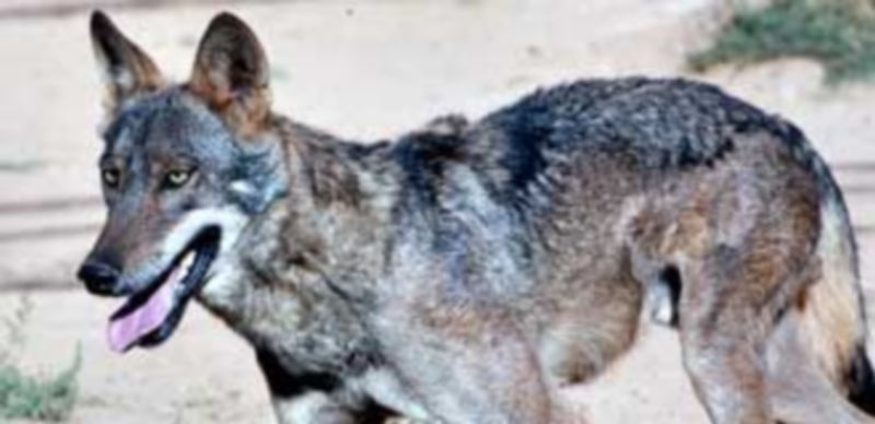 Aunque la Junta todavía no ha dado a conocer los resultados del censo de lobo realizado el pasado año