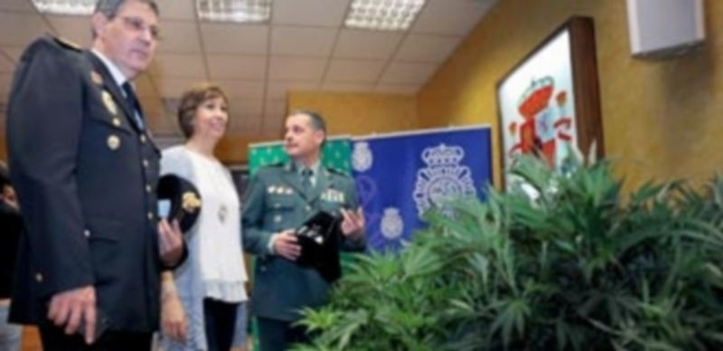 Desarticulada en Segovia una banda criminal dedicada al tráfico de drogas a nivel nacional 1 Se han intervenido un total de 560 plantas de marihuana