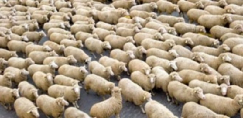 Las ovejas invadieron la Plaza Oriental