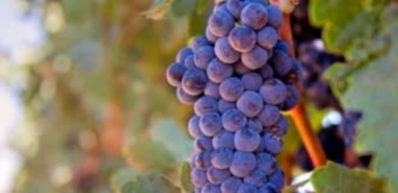 El sector vinícola generó el año pasado unos beneficios por exportaciones cercano a los tres millones de euros. / Kamarero