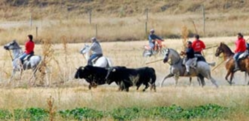 Los caballistas acompañan en estos encierros a los toros por el campo