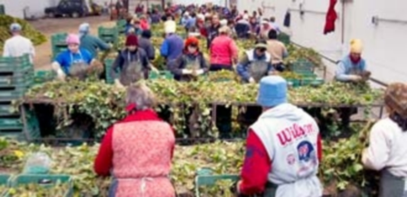 La planta de fresa genera trabajo temporal en los primeros meses del otoño y los despidos se producen en noviembre. / Kamarero