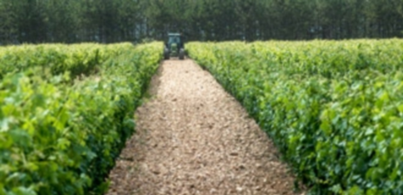 Los viñedos de la Denominación de Origen de Valtiendas se encuentran a estas alturas de la temporada en su máximo esplendor