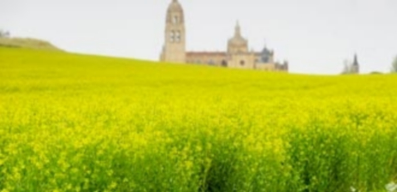 Imagen reciente de una finca situada en las proximidades de la capital