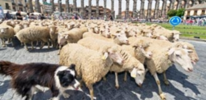 Las ovejas fueron guiadas desde el parque del Santo Ángel de la Guarda hasta la Plaza Oriental