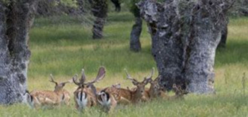 Una pequeña manada de gamos