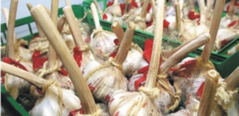 El ajo de Vallelado está sometido al clima más duro de las zonas ajeras del país. / El Adelantado