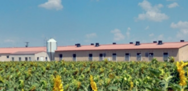 Granja experimental/comercial que la consultora segoviana tiene en el municipio de Aguilafuente. / Pigchamp pro europa