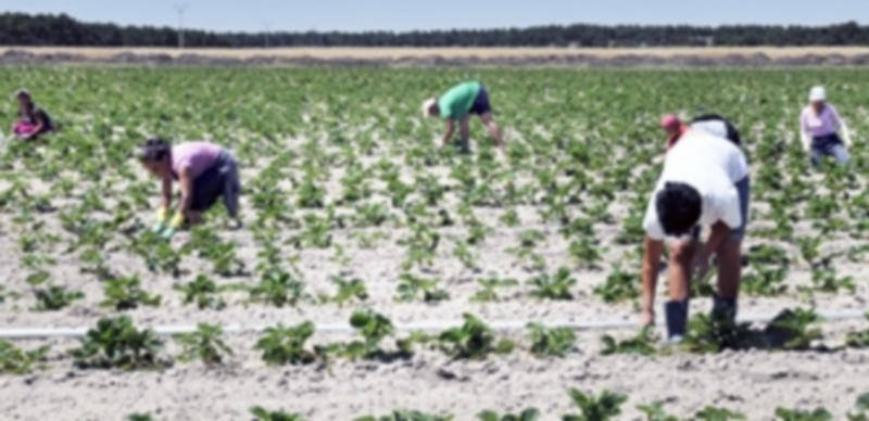 Imagen de archivo de varios trabajadores temporales en una explotación hortícola de la provincia. / Juan Martín