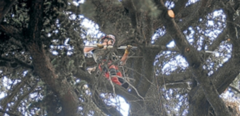 Retirada de ramas en mal estado en los Jardinillos de San Roque. / Elena Peña