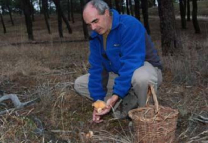 Una de las especies de seta más común y que consume en la provincia de Segovia es el níscalo